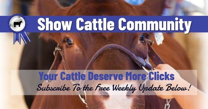 Show Cattle Community — your cattle deserve more clicks. Subscribe to the free weekly update below.