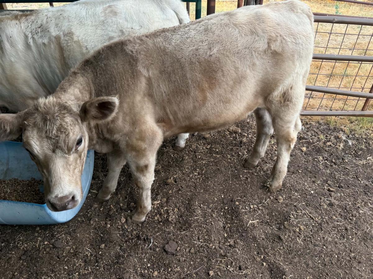 Photo 5 of 2 heifers — Lipan, TX