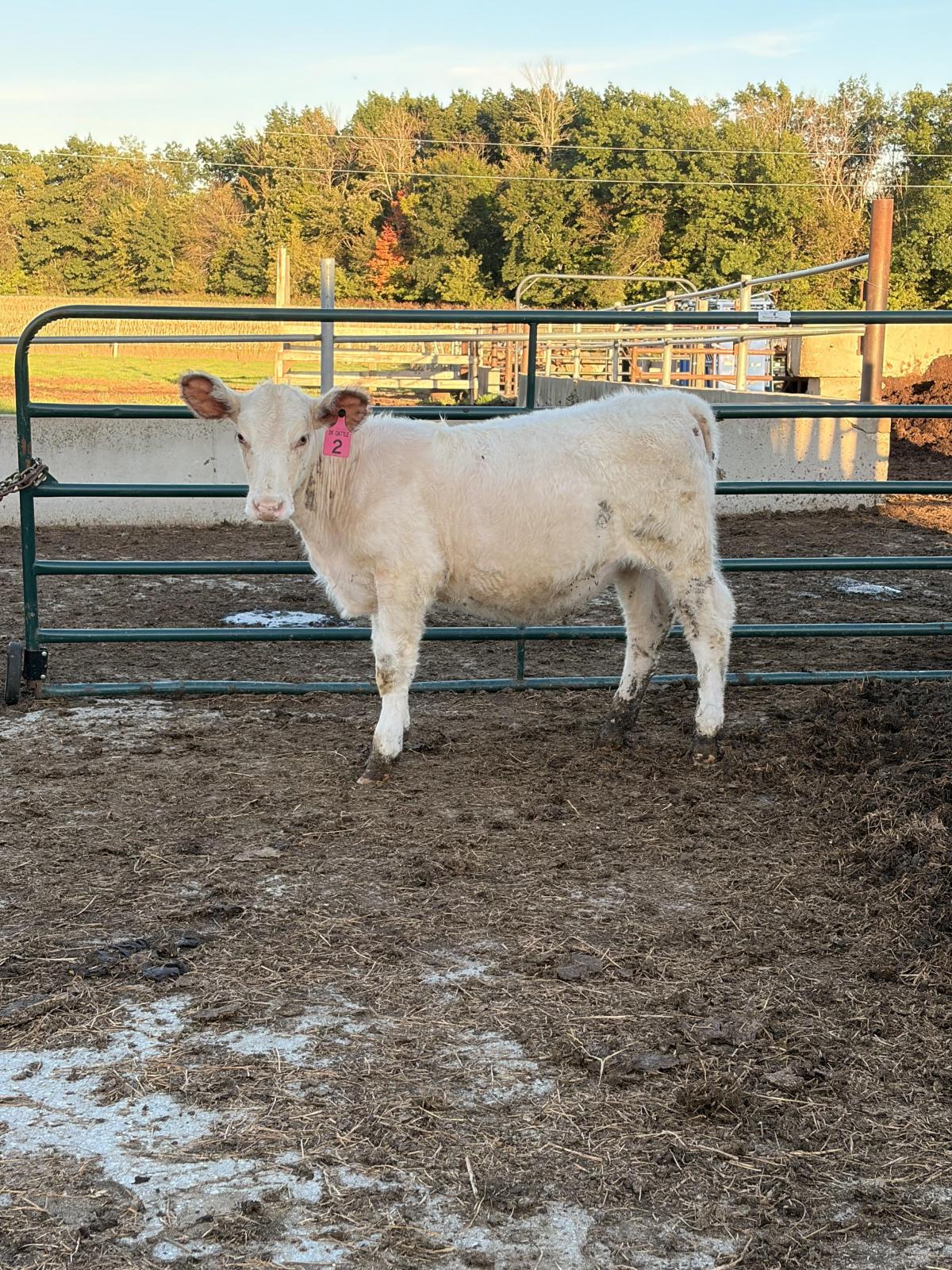 Photo 1 of 2 heifers — Greenleaf, WI