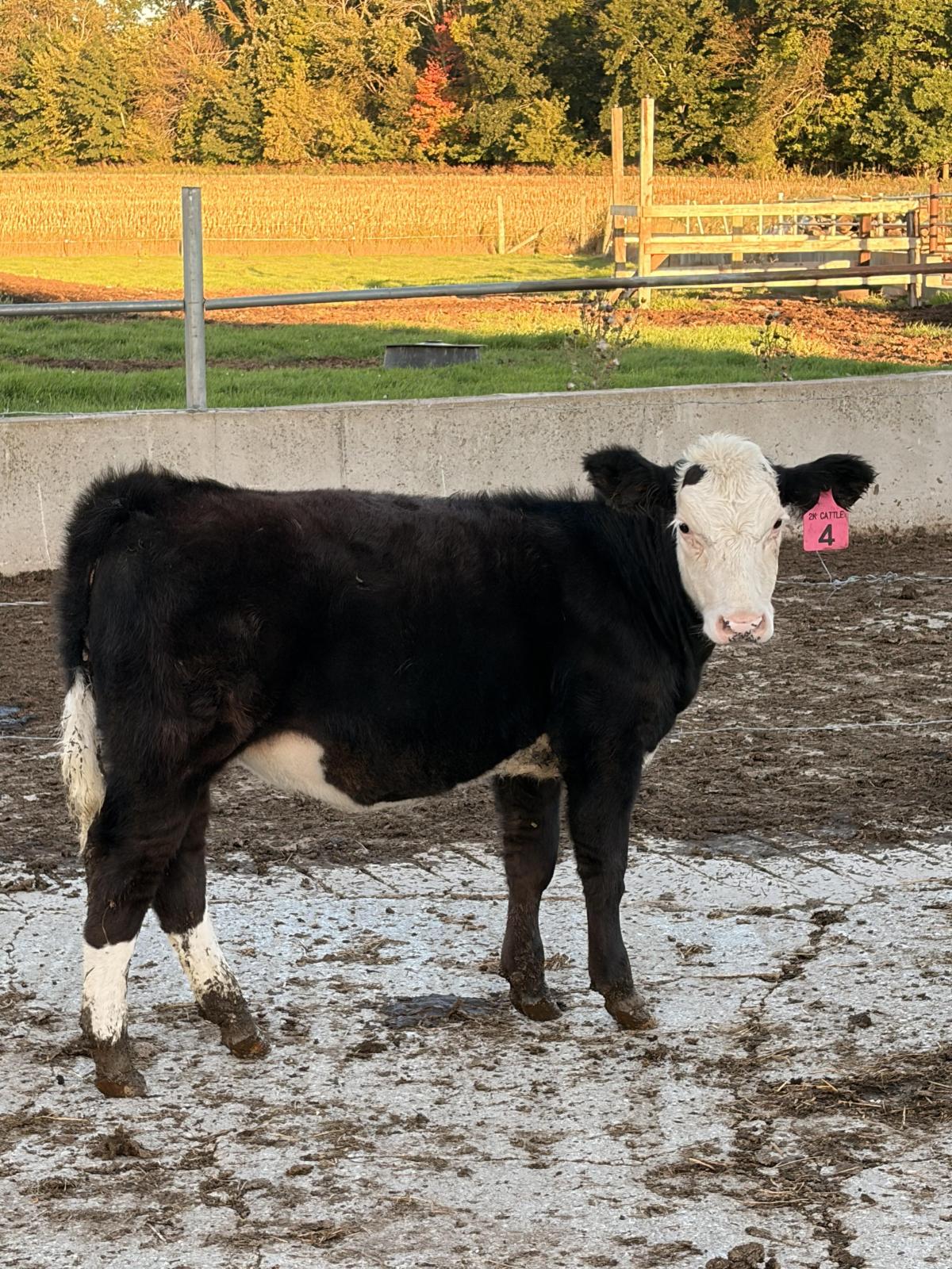 Photo 2 of 2 heifers — Greenleaf, WI
