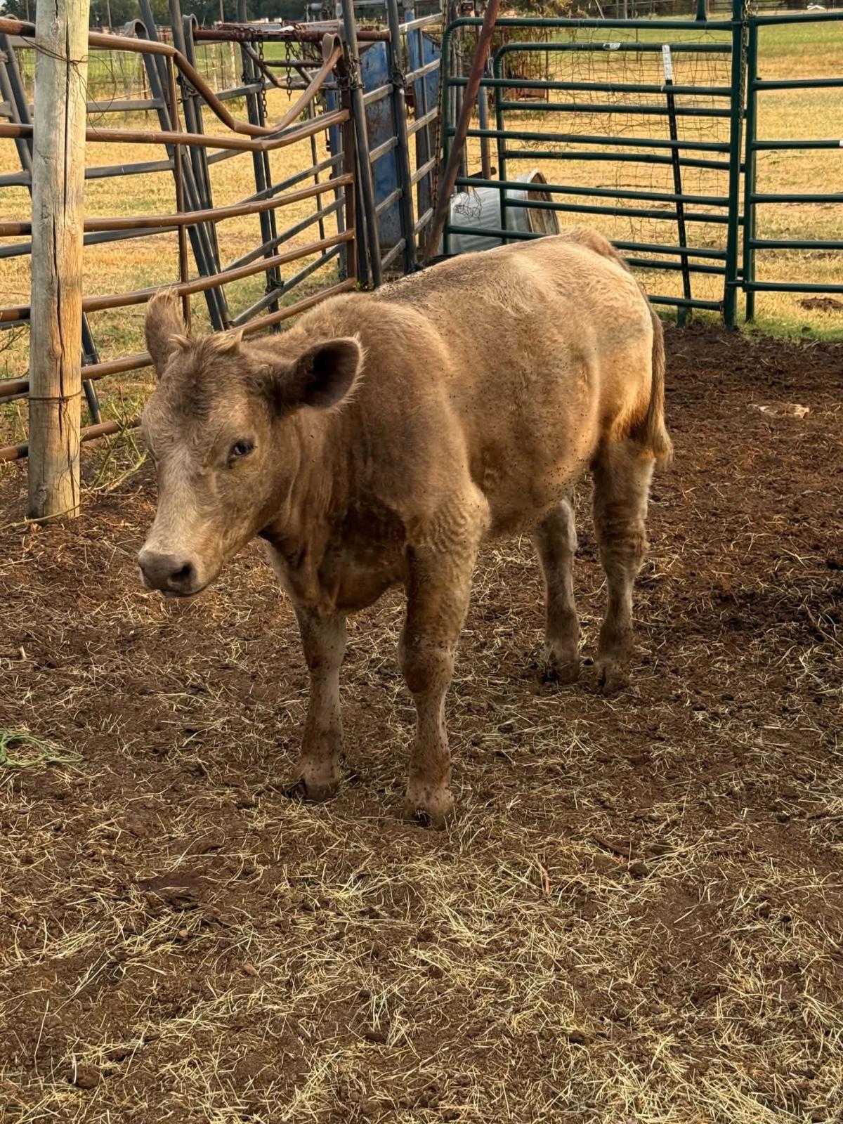 Photo 3 of 2 heifers — Lipan, TX