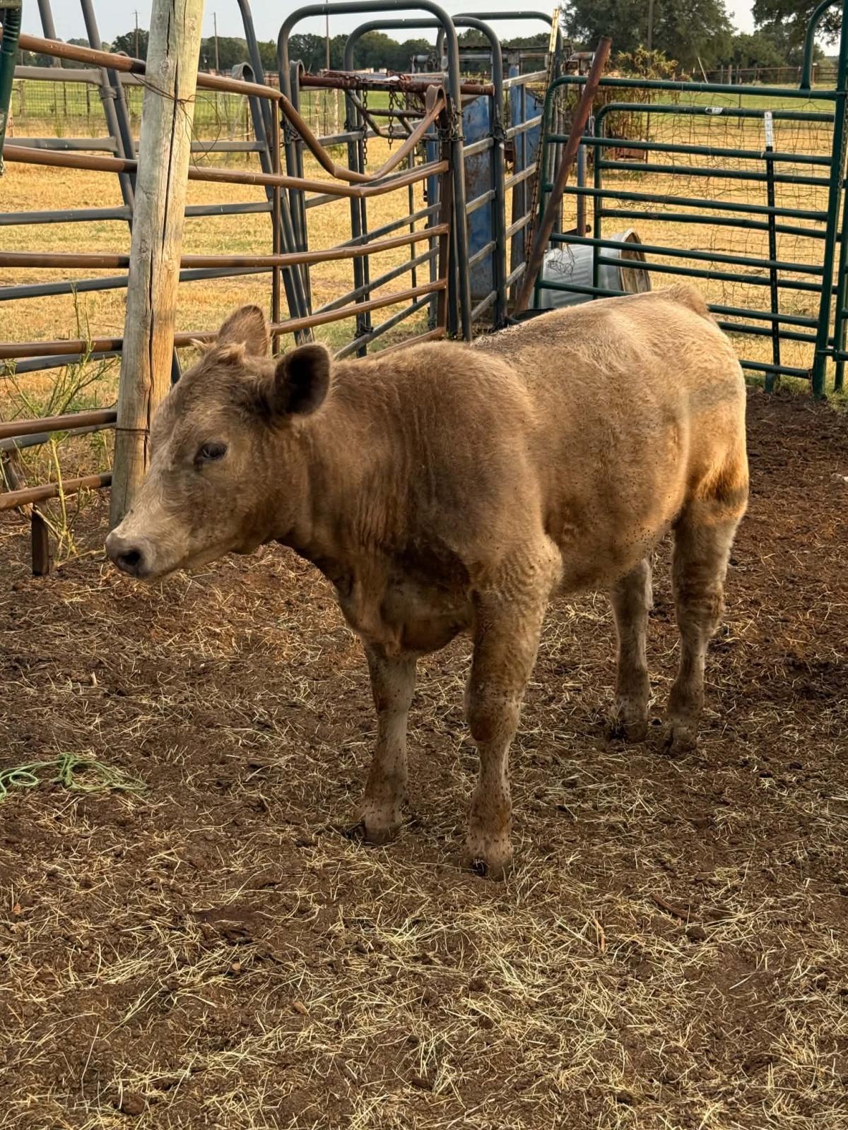 Photo 2 of 2 heifers — Lipan, TX