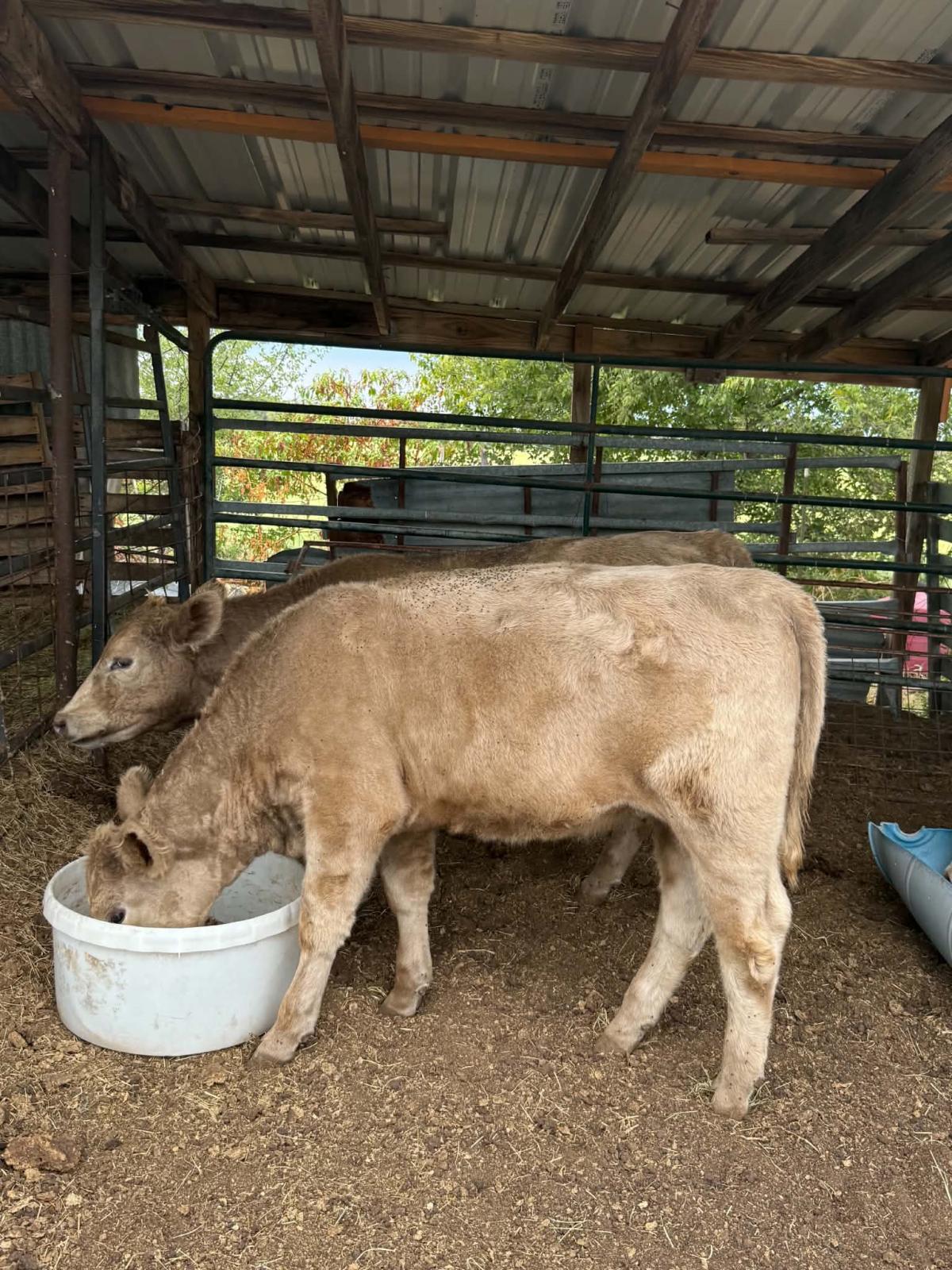 Photo 1 of 2 heifers — Lipan, TX
