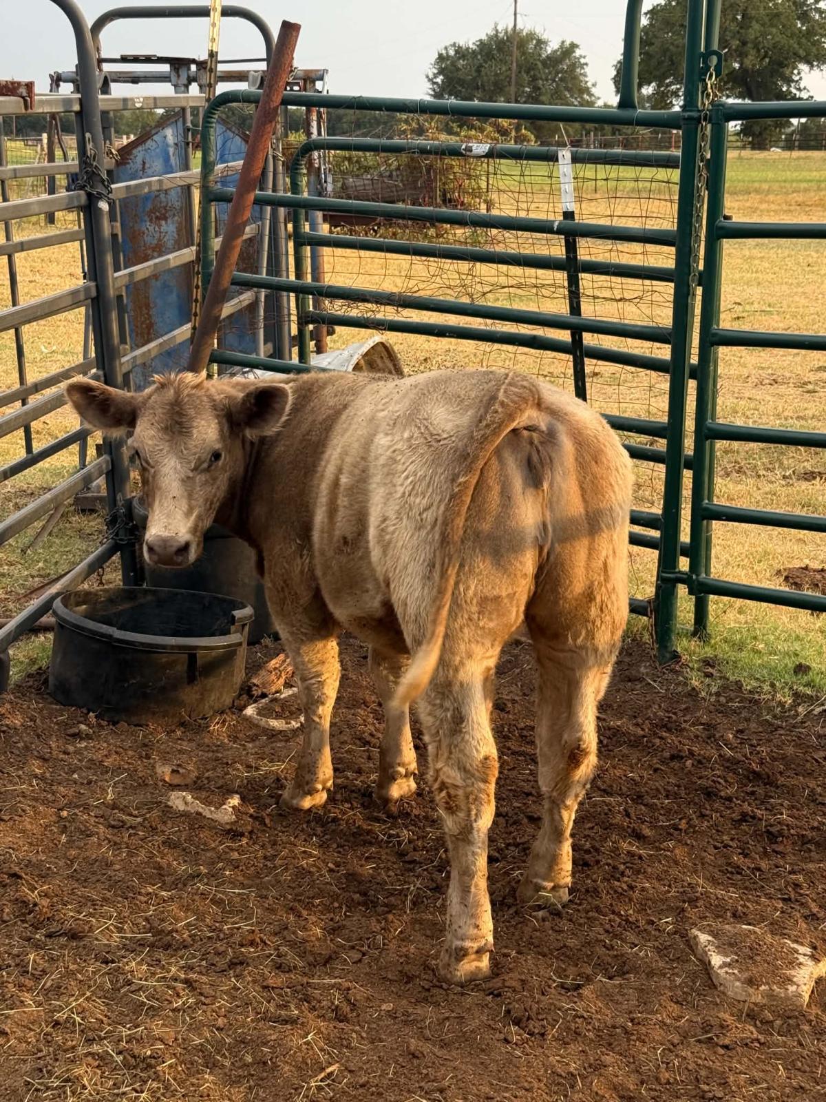 Photo 4 of 2 heifers — Lipan, TX
