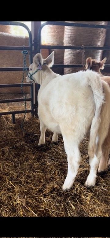 Photo 2 of Other heifer — York Springs, PA