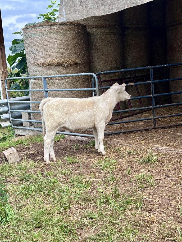 Photo 1 of Other heifer — York Springs, PA