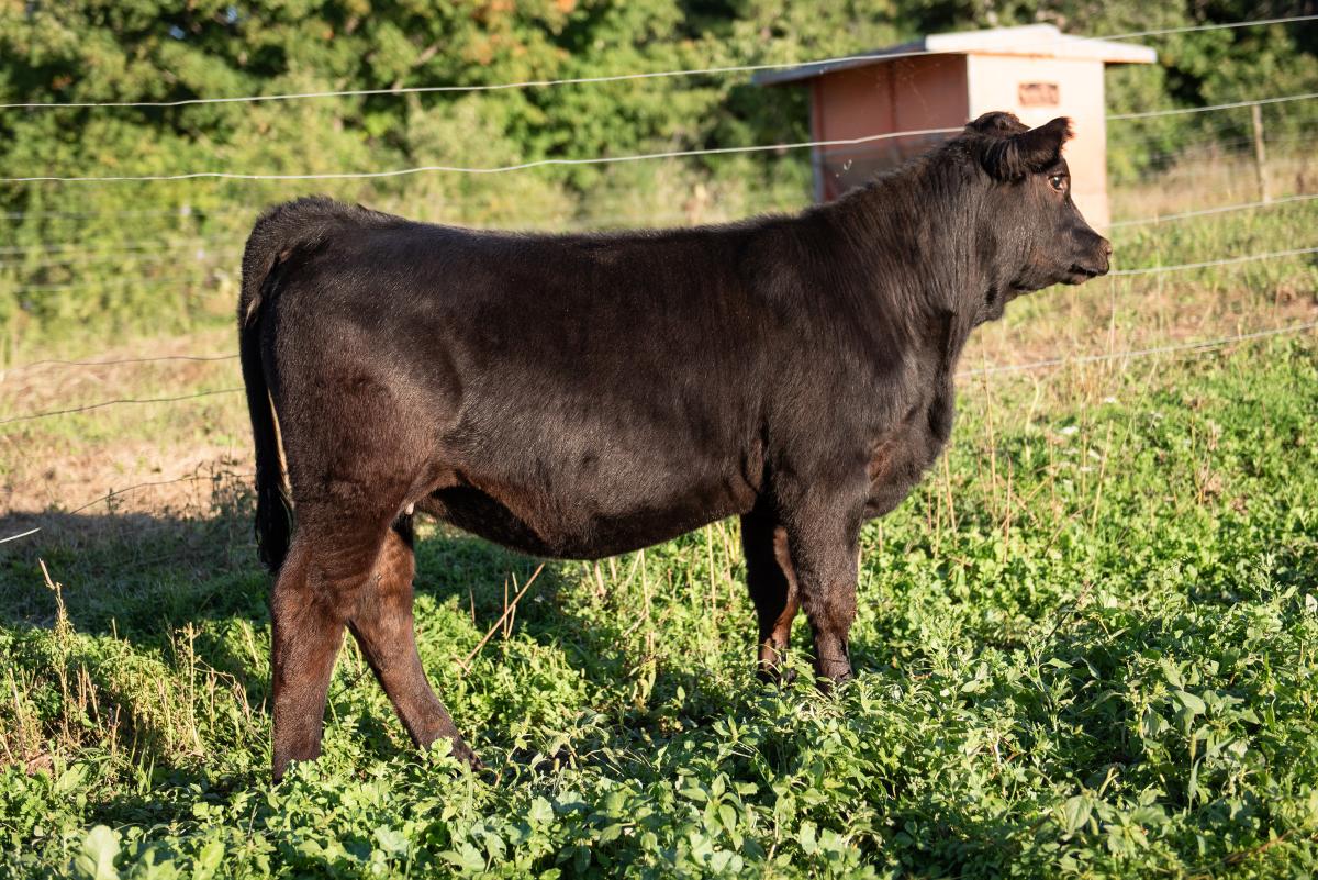 Photo 1 of Simmental heifer — Reed City, MI