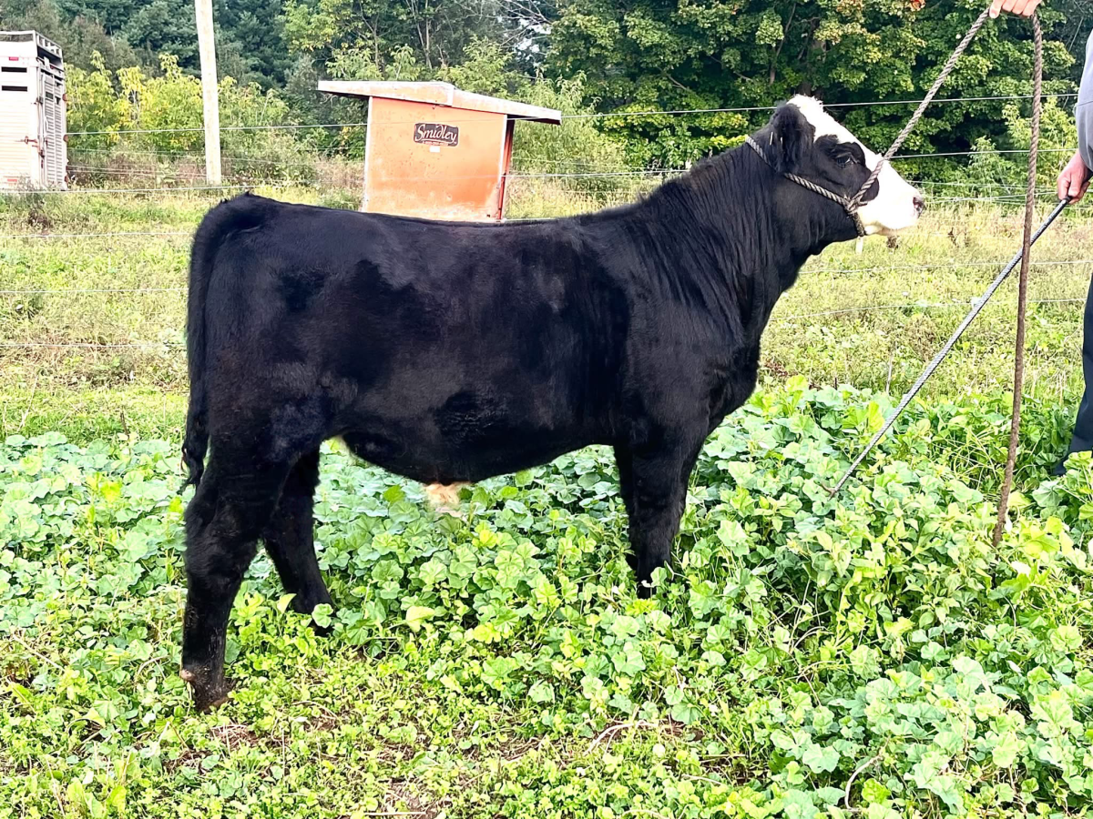 Photo 1 of Simmental steer — Reed City, MI