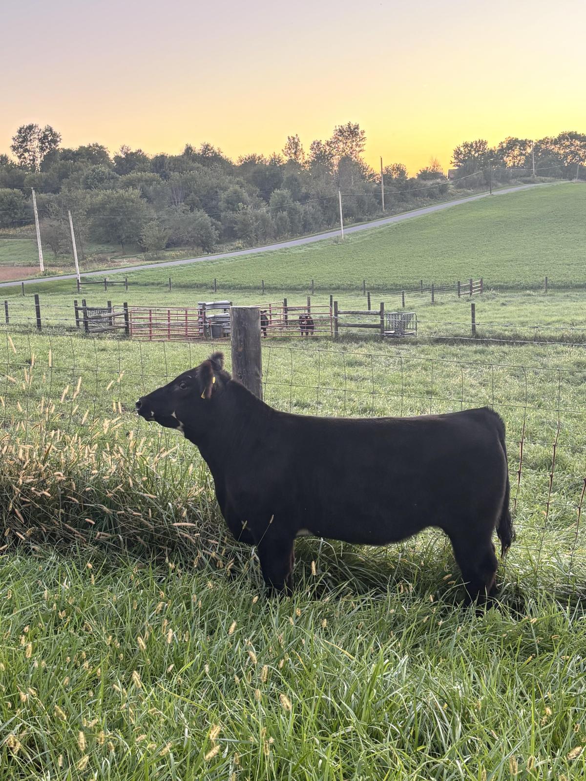 Photo 2 of 2 Crossbred steers — De Graff, OH