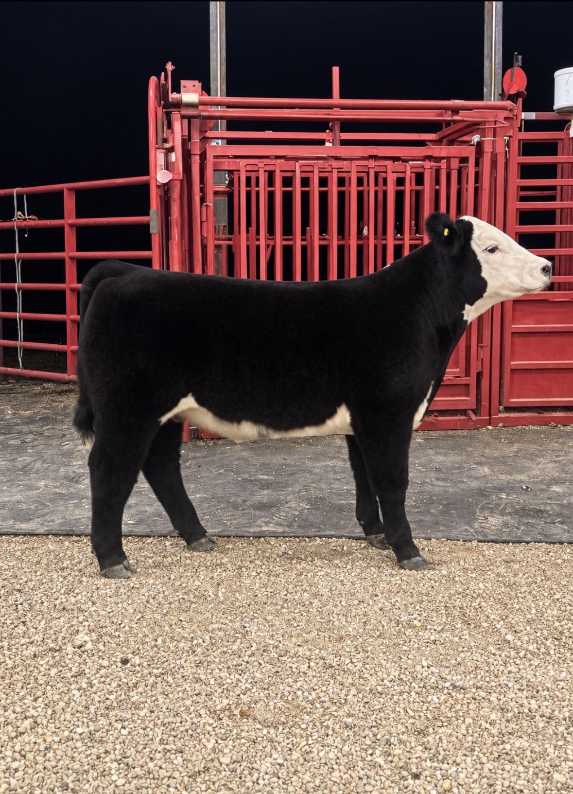 Photo 1 of 2 Crossbred steers — De Graff, OH