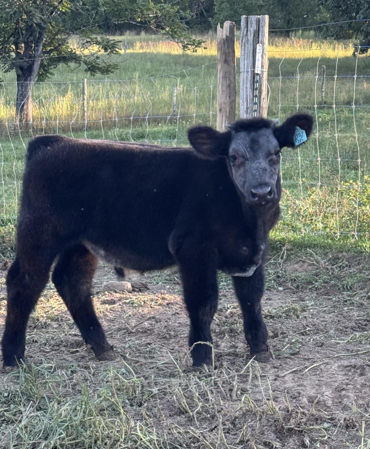 Photo 1 of 2 Crossbred steers — Strasburg, VA
