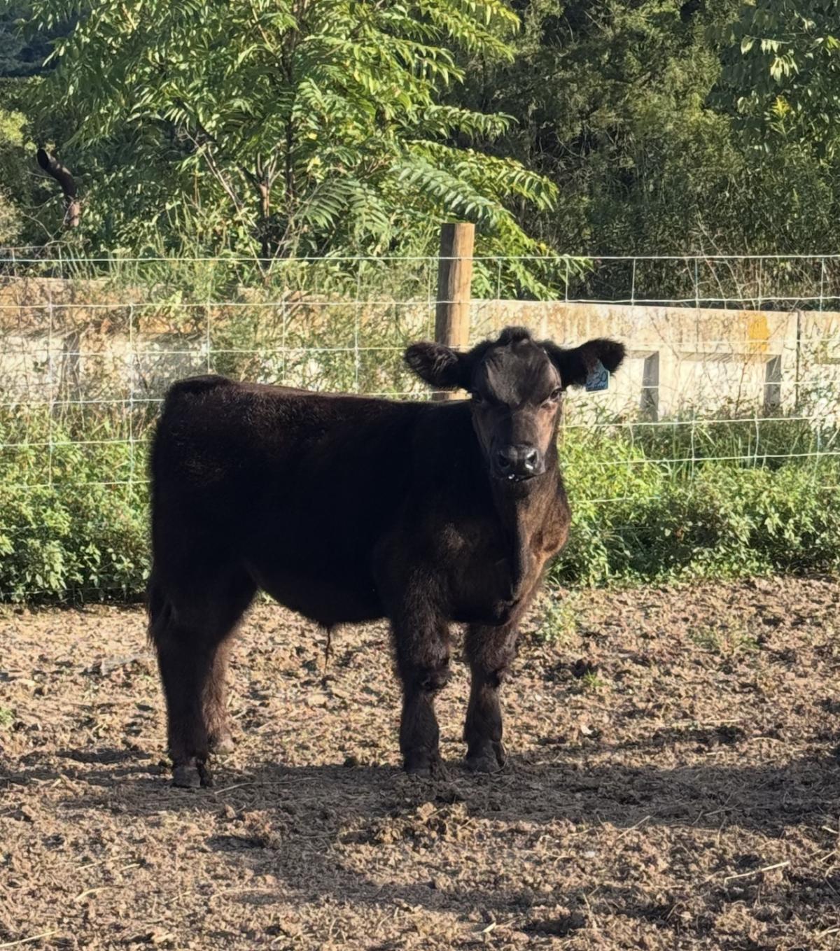 Photo 2 of 2 Crossbred steers — Strasburg, VA