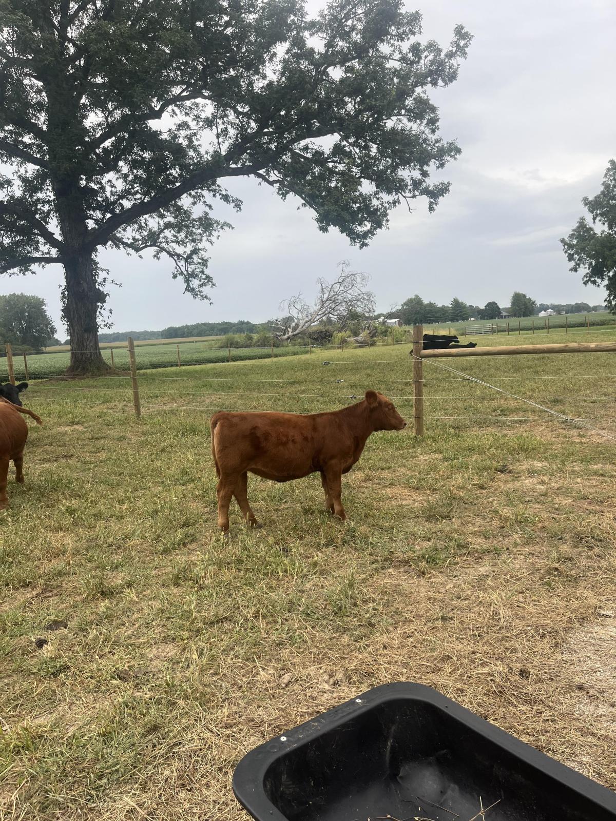 Photo 1 of Red Angus heifer — Markle, IN