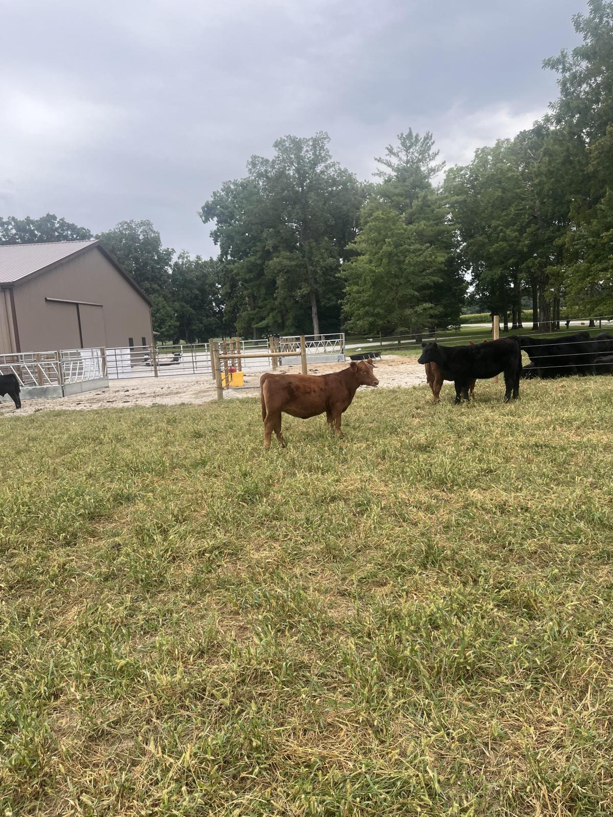 Photo 2 of Red Angus heifer — Markle, IN