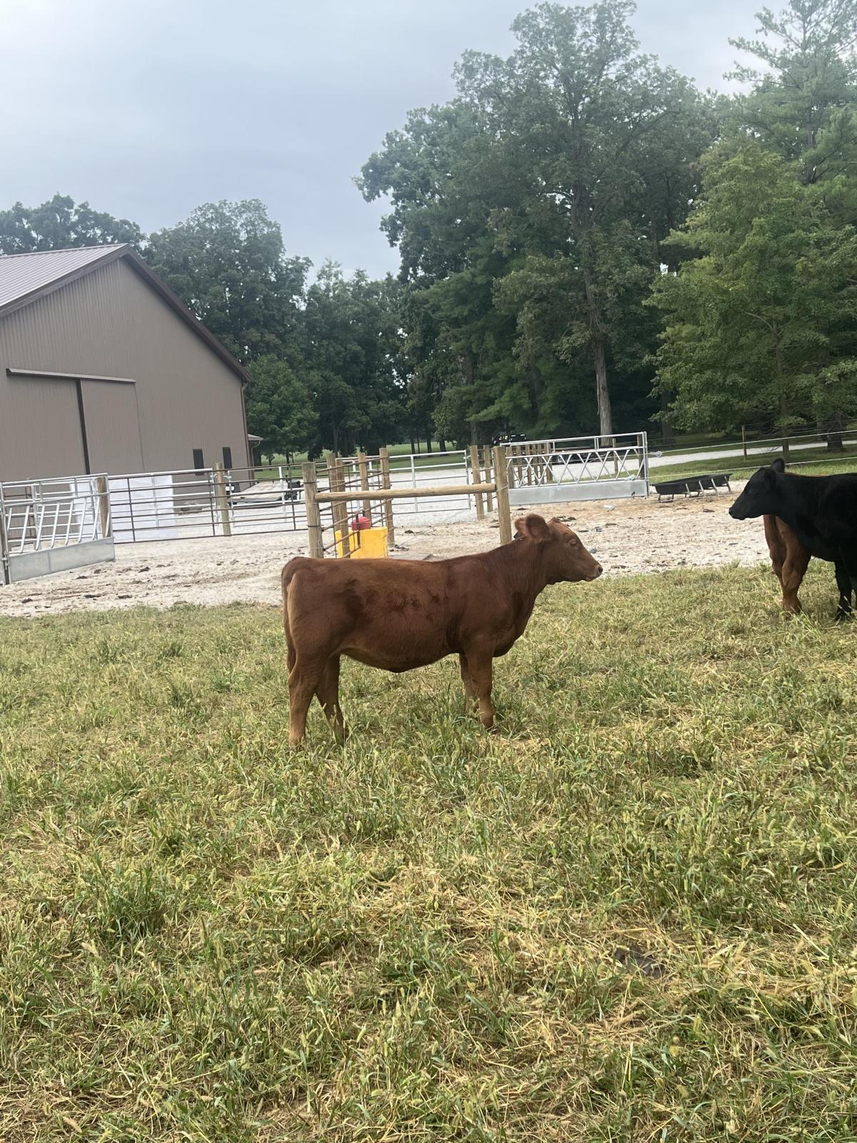 Photo 3 of Red Angus heifer — Markle, IN