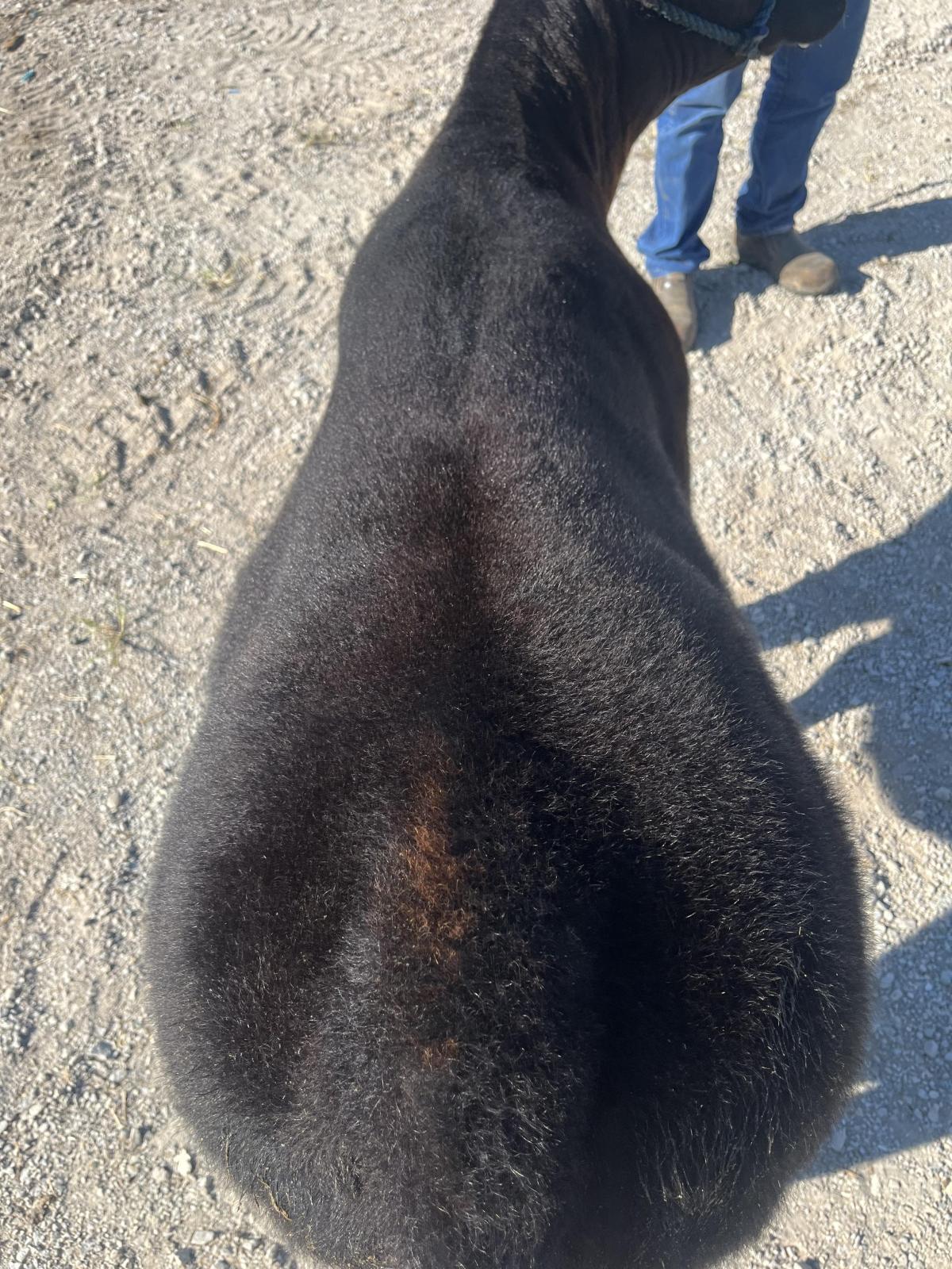 Photo 3 of Chi heifer — Markle, IN