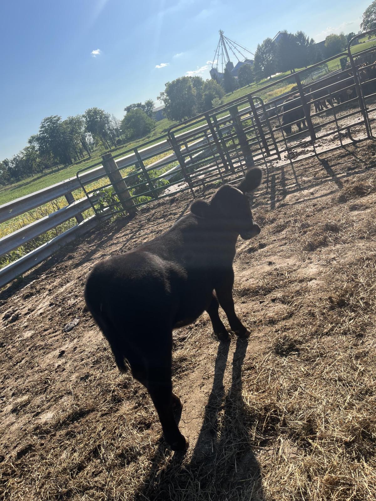 Photo 2 of Chi heifer — Markle, IN