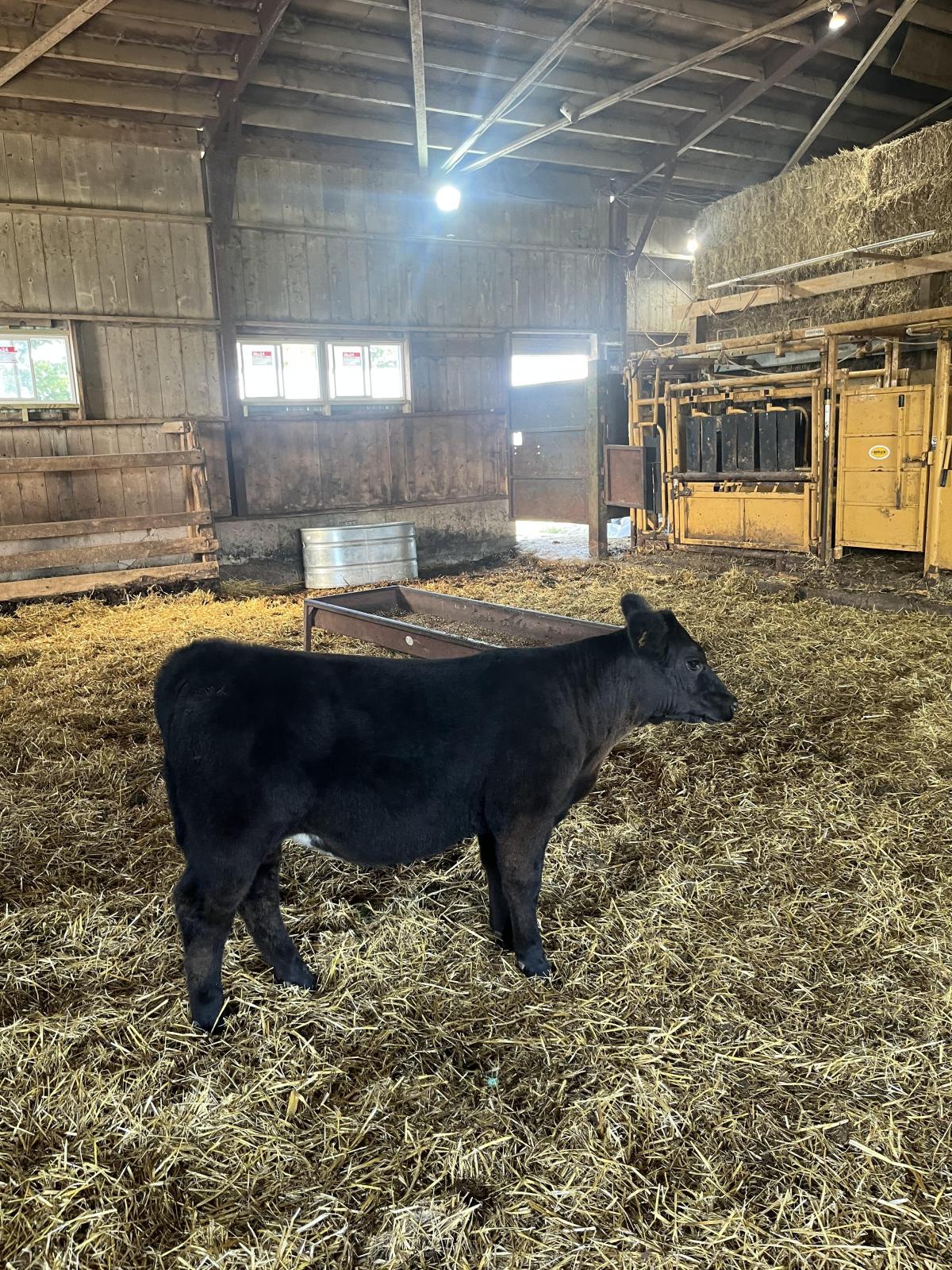 Photo 1 of Chi heifer — Markle, IN