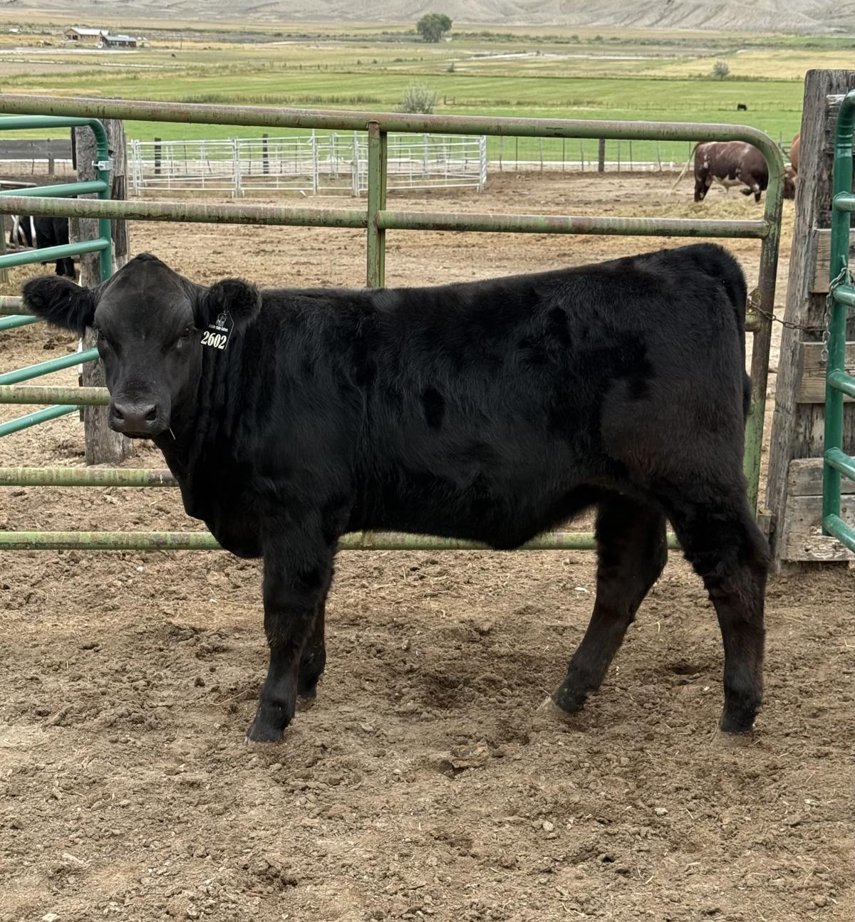 Photo 1 of Maine-Tainer heifer — Montrose, CO