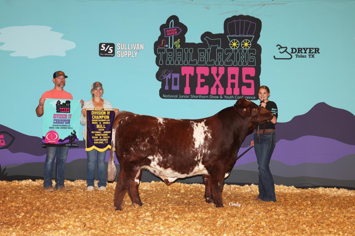 Photo 2 of Shorthorn Plus bull — Augusta , KS