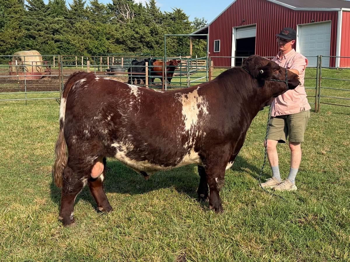 Photo 1 of Shorthorn Plus bull — Augusta , KS