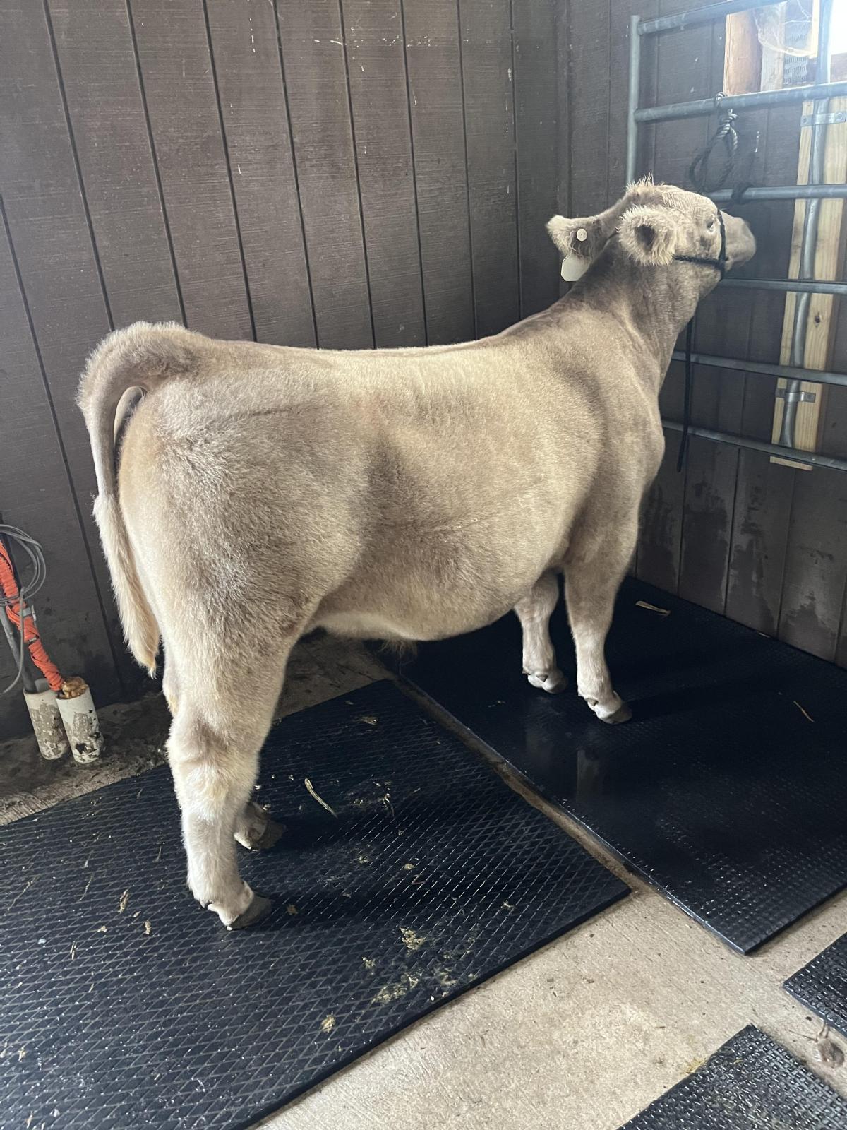 Photo 2 of Crossbred steer — Lyndon Station, WI