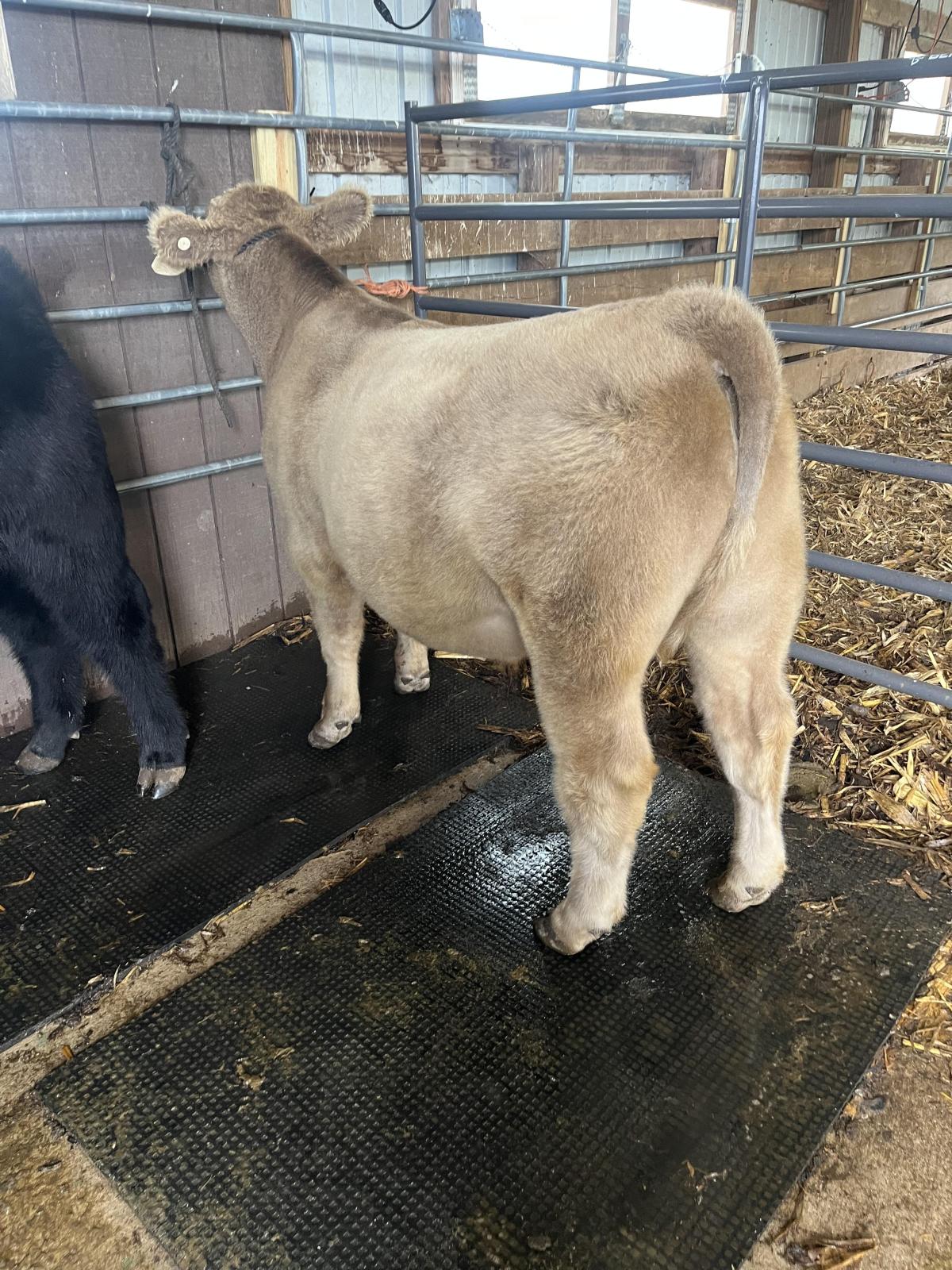 Photo 1 of Crossbred steer — Lyndon Station, WI