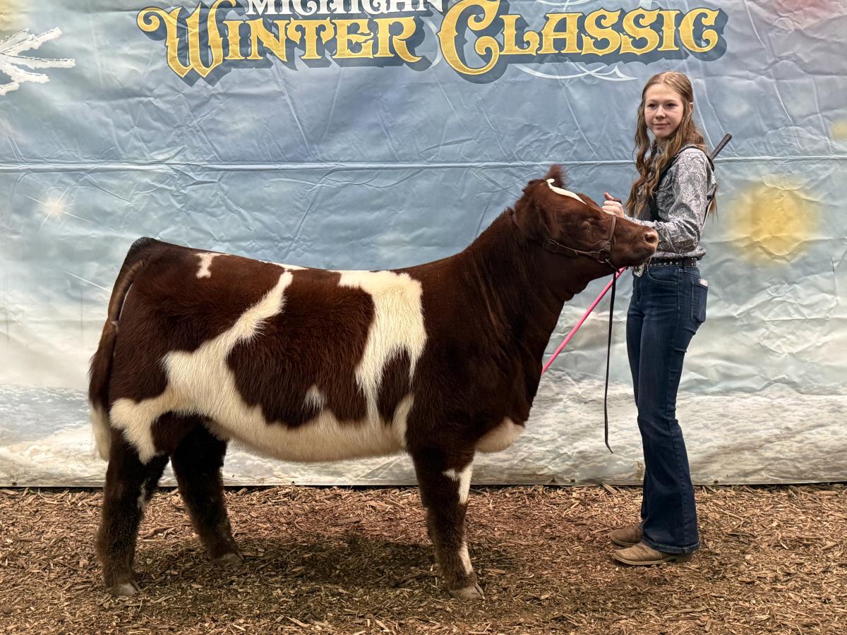 Photo 5 of Shorthorn Plus bull — Litchfield, MI
