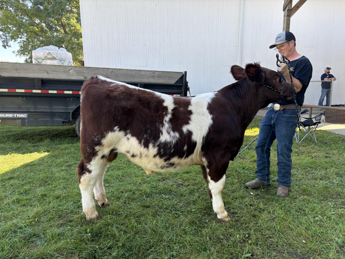 Photo 4 of Shorthorn Plus bull — Litchfield, MI