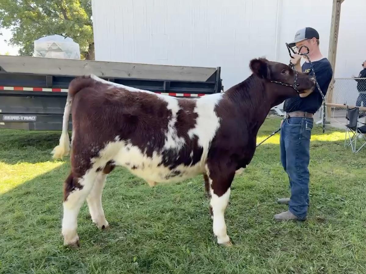 Photo 3 of Shorthorn Plus bull — Litchfield, MI