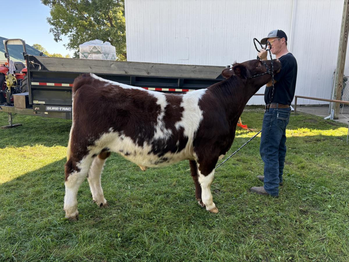 Photo 2 of Shorthorn Plus bull — Litchfield, MI