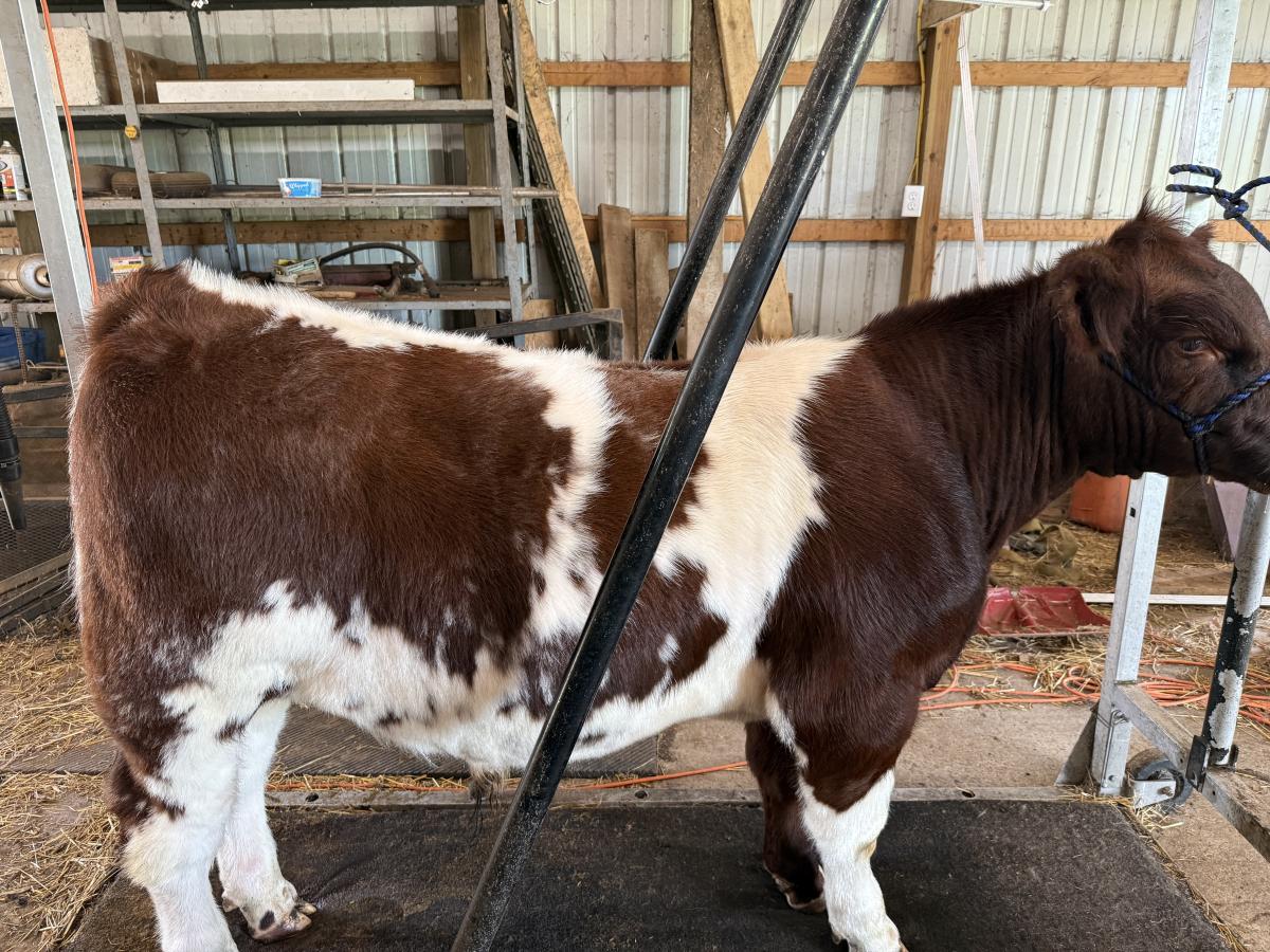 Photo 1 of Shorthorn Plus bull — Litchfield, MI