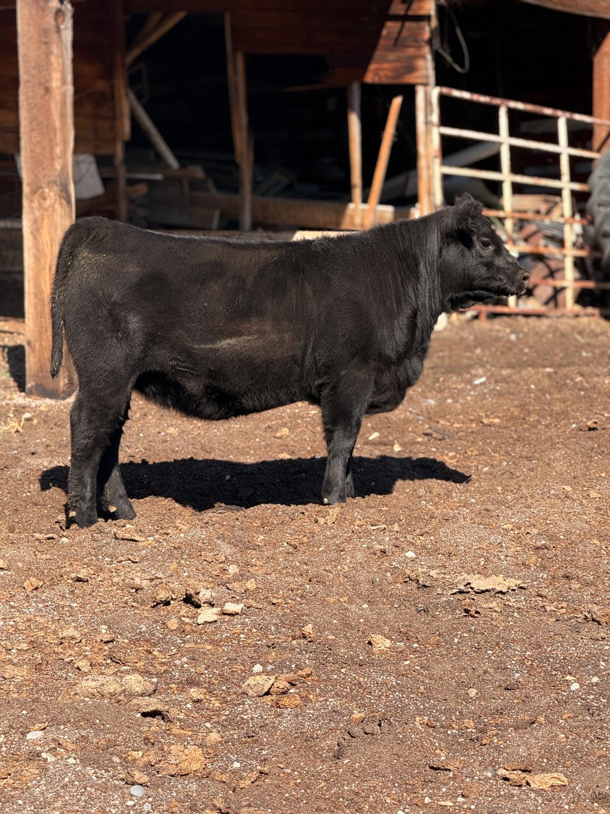 Photo 3 of Crossbred heifer — Douglas , WY