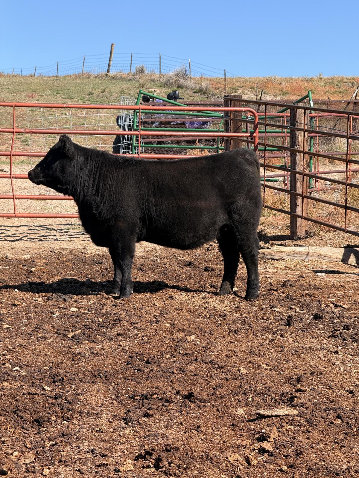 Photo 2 of Crossbred heifer — Douglas , WY
