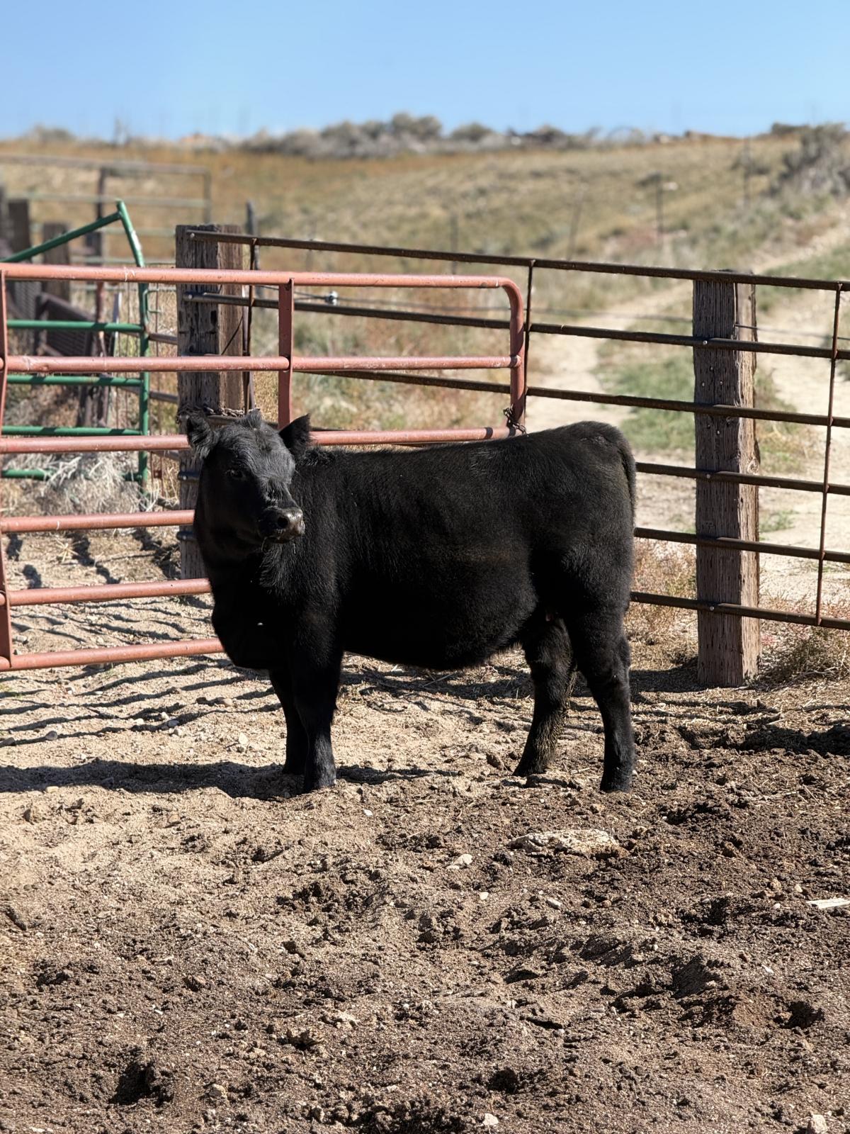 Photo 1 of Crossbred heifer — Douglas , WY