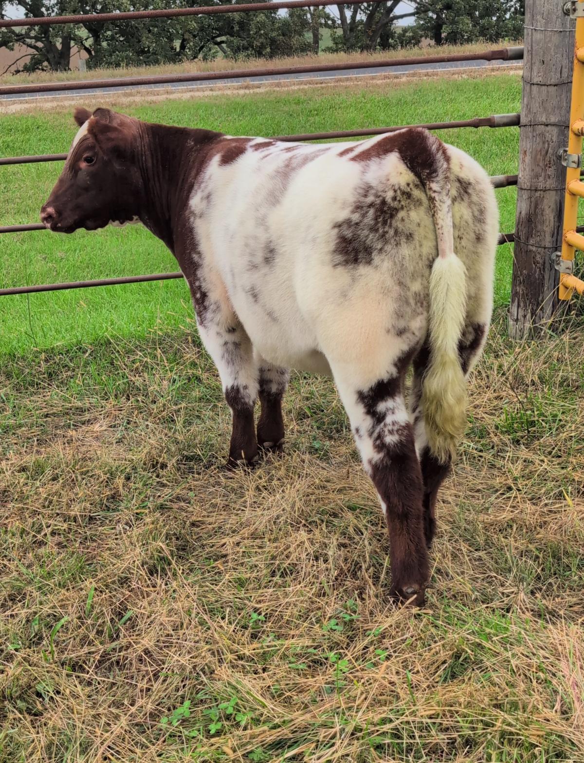 Photo 2 of Shorthorn steer — Utica, MN
