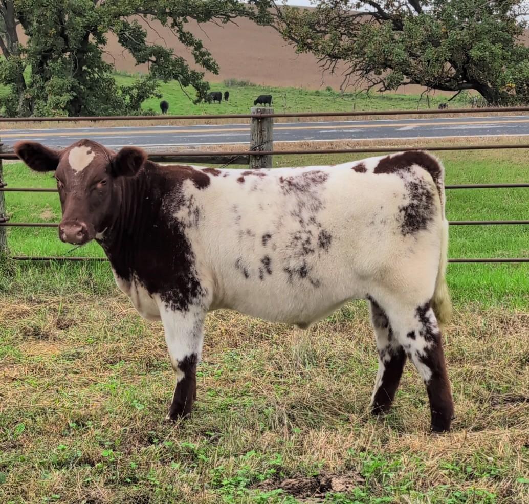 Photo 1 of Shorthorn steer — Utica, MN