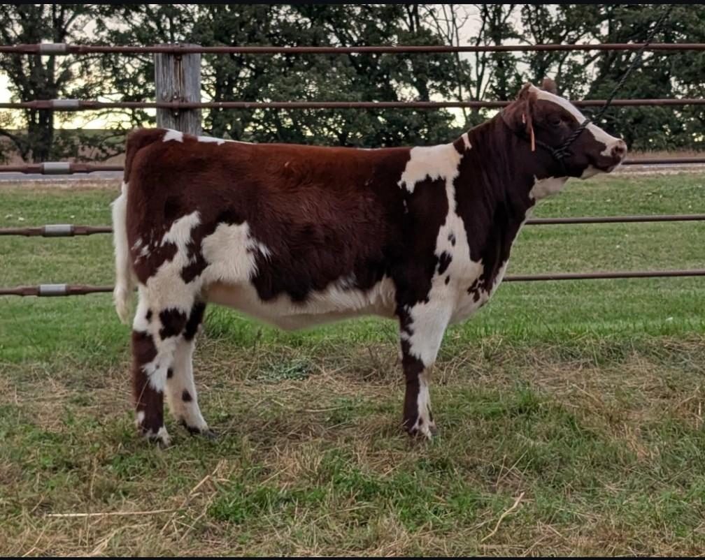 Photo 1 of Shorthorn heifer — Utica, MN