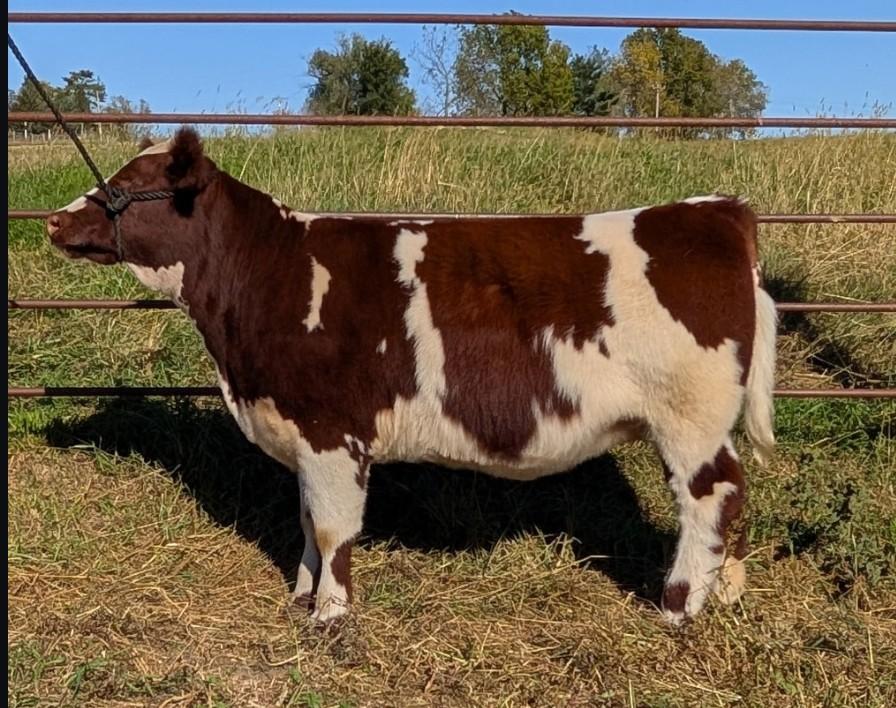 Photo 2 of Shorthorn heifer — Utica, MN