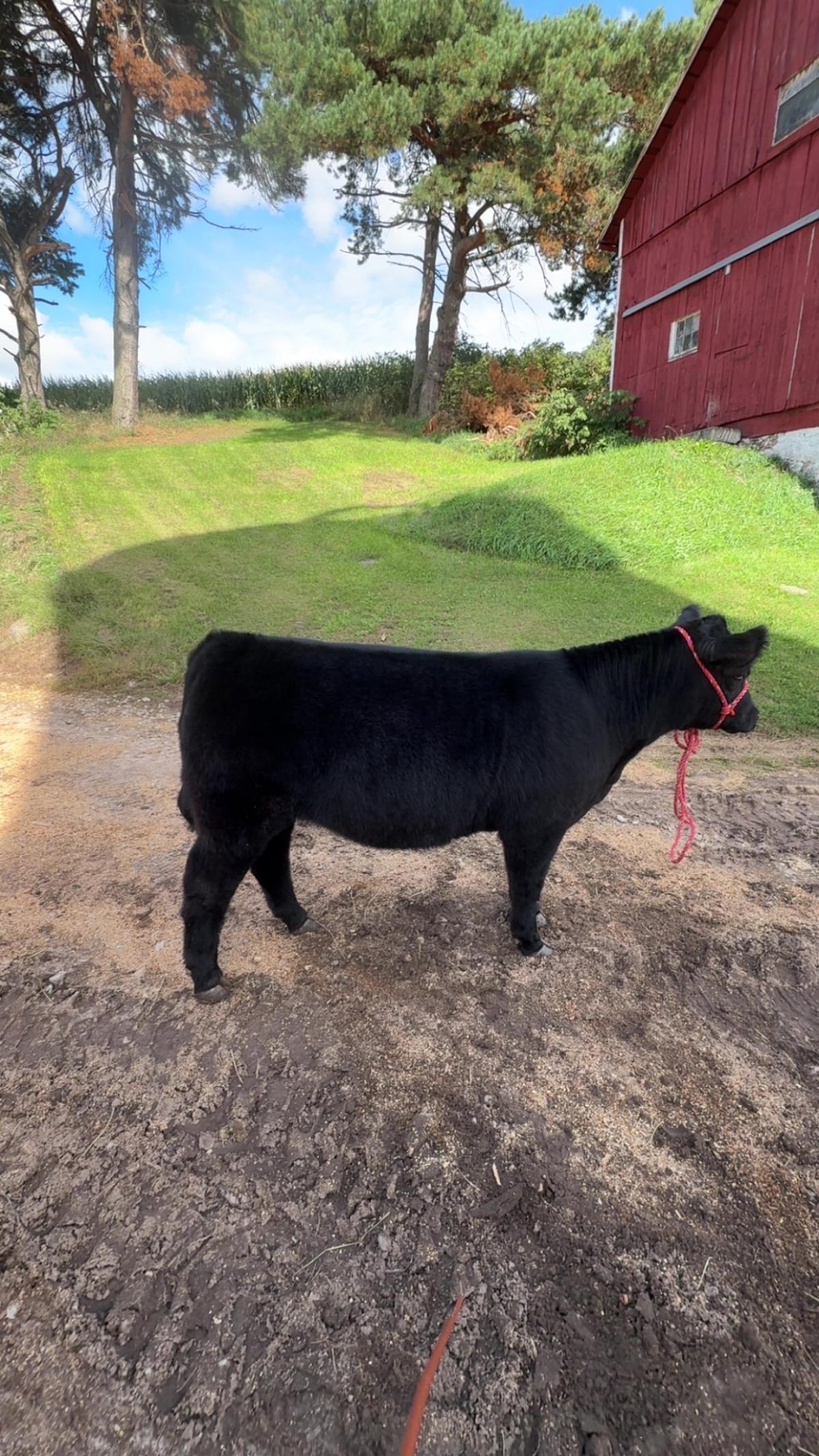 Photo 2 of Maine-Tainer steer — Manawa , WI