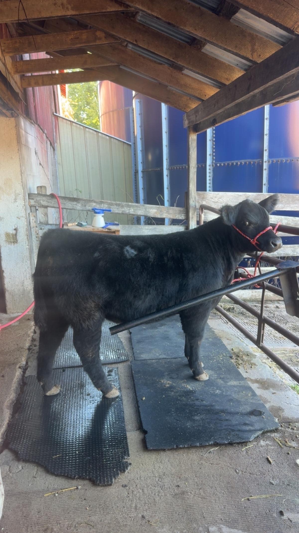 Photo 1 of Maine-Tainer steer — Manawa , WI