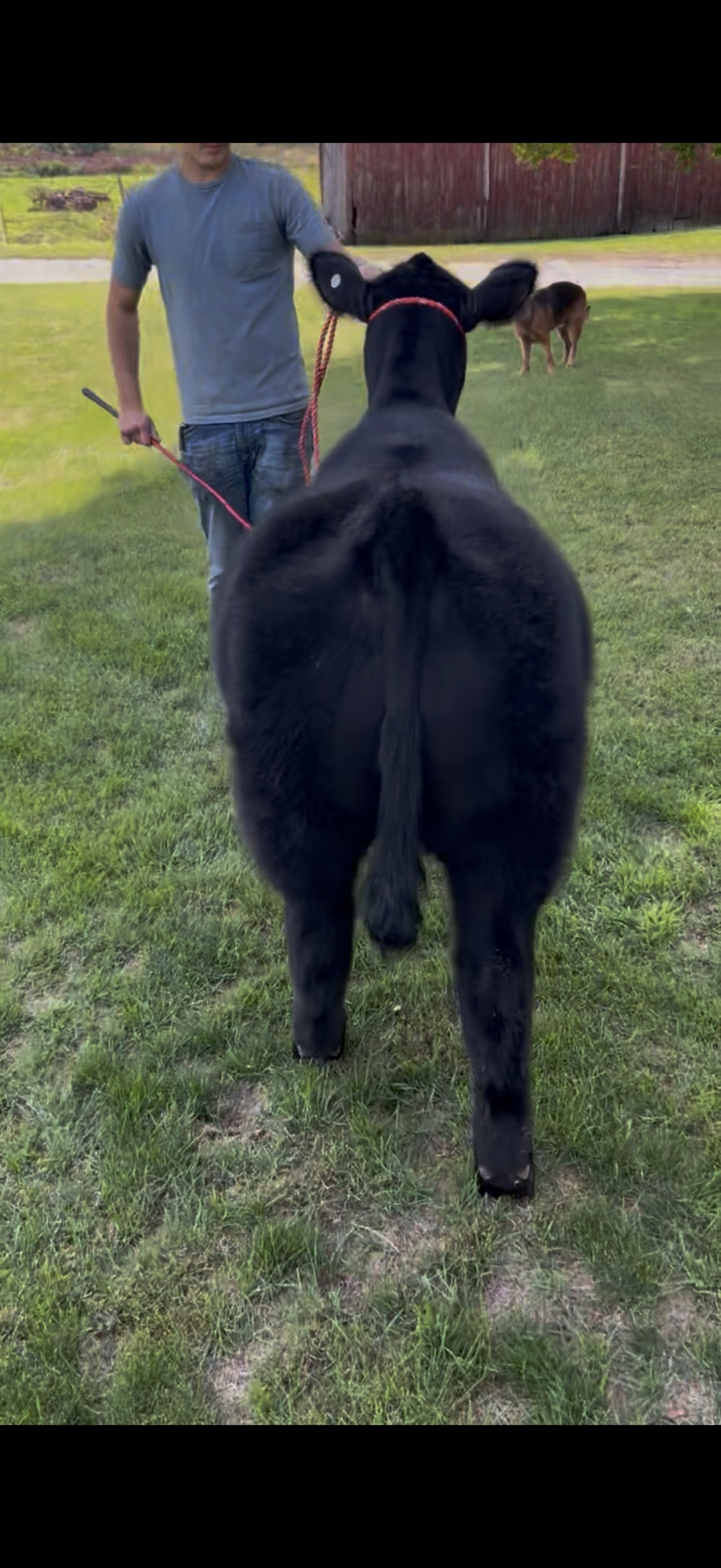 Photo 3 of Maine-Tainer steer — Manawa , WI