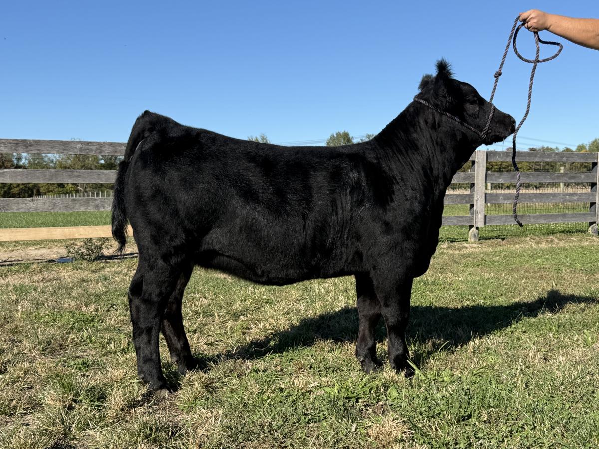 Photo 1 of Simmental heifer — Austin, IN