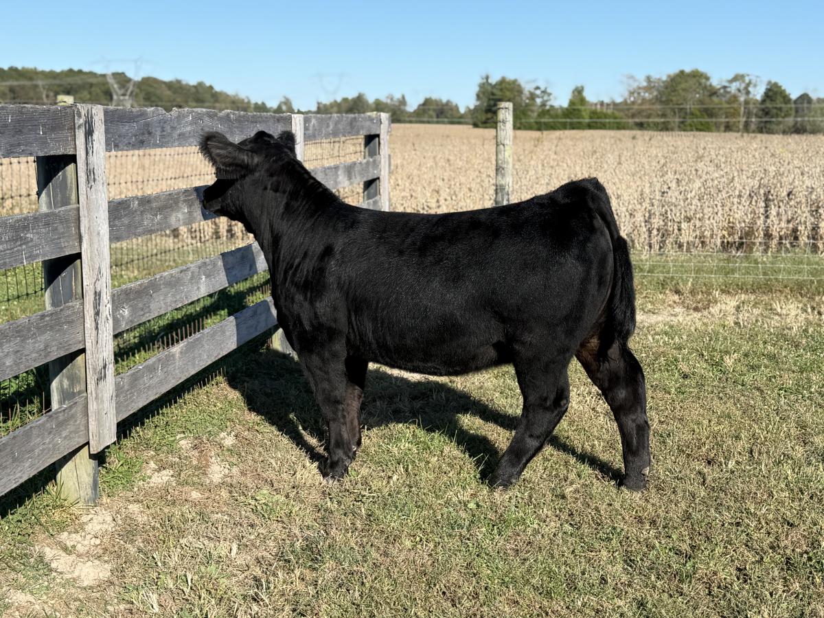 Photo 2 of Simmental heifer — Austin, IN