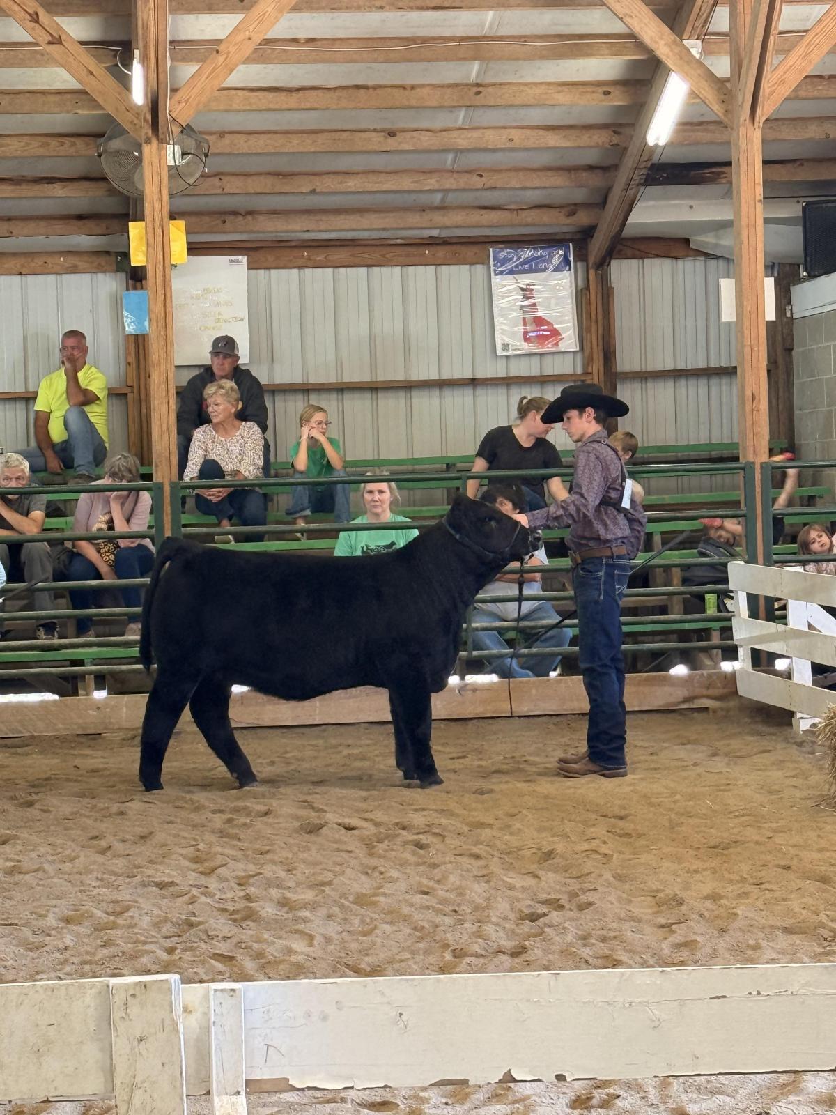 Photo 3 of Simmental heifer — Austin, IN