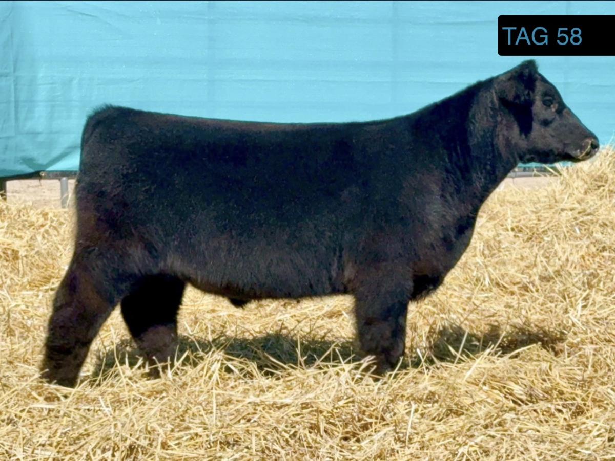 Photo 1 of Crossbred steer — Alamosa, CO