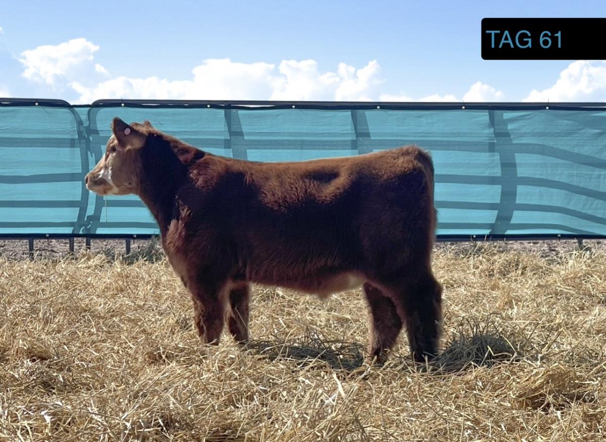 Photo 1 of Crossbred steer — Alamosa, CO