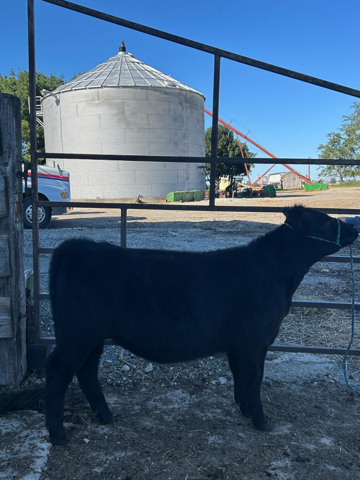 Photo 1 of Crossbred heifer — Bourbonnais , IL