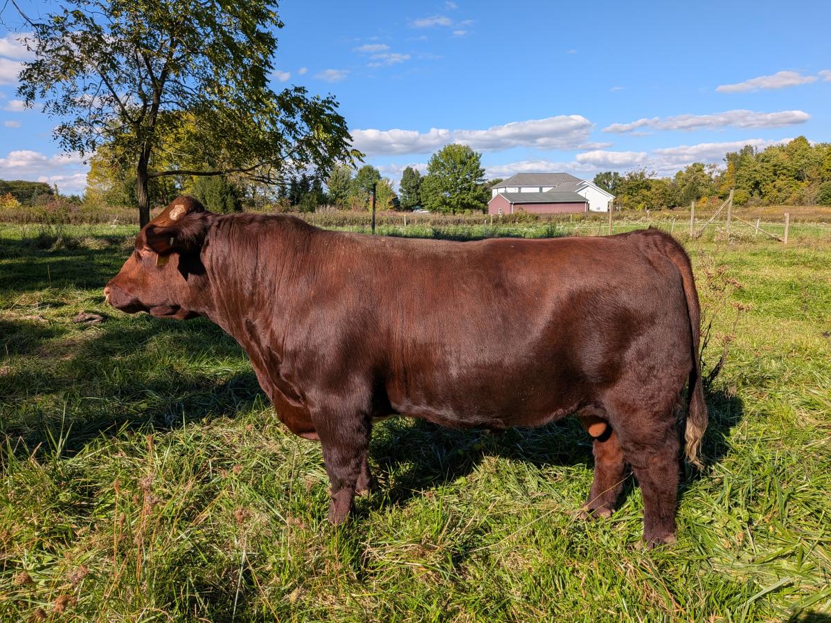 Photo 1 of Shorthorn bull — Wakeman, OH