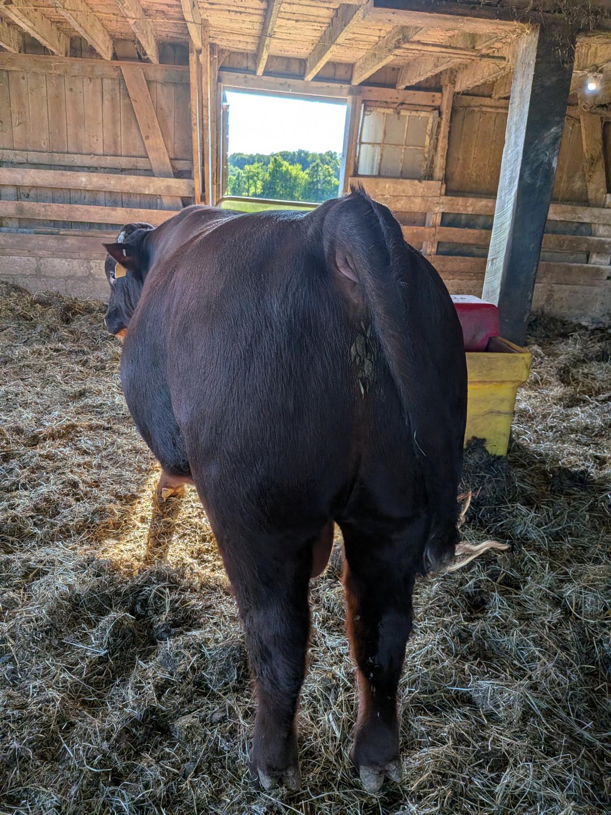 Photo 3 of Shorthorn bull — Wakeman, OH